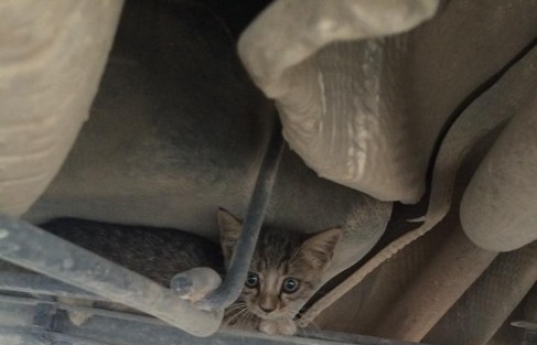 Yaramaz Kedi Belediye Çalişanlarini 30 Dakika Uğraştırdı