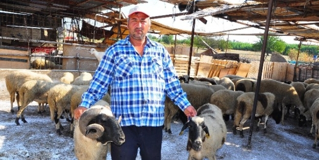 (özel Haber) Kurban Üreticileri Dertli
