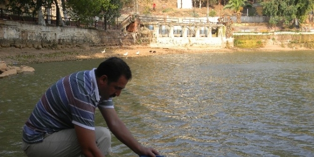 Hatay’da Göletlere 110 Bin Adet Sazan Balığı Yavrusu Bırakıldı