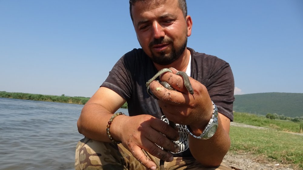 Yılanlar bu defada Uluabat Gölü'nde ortaya çıktı