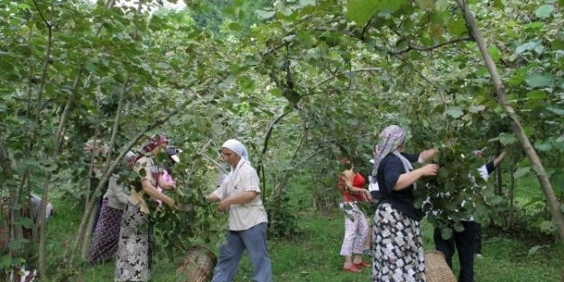 Fındıkta Yaşlanma Tartışması