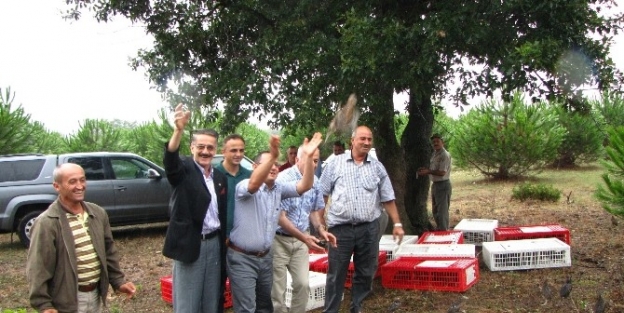 Sülünler Doğaya Salındı