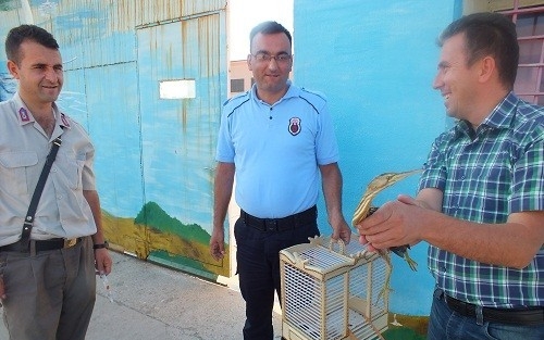 Yavru Balaban Doğaya Salındı