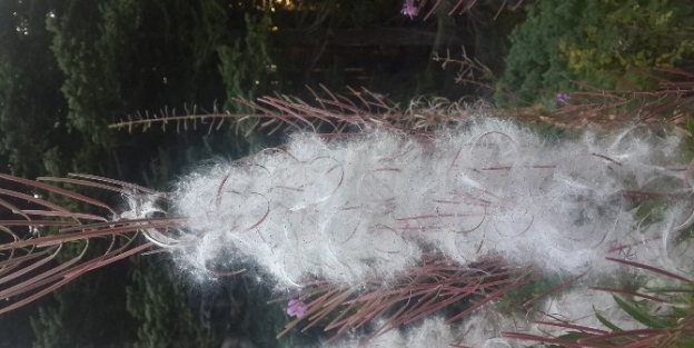 Uludağ’da Çiçekler Tohumlarını Toprağa Saçmaya Başladı