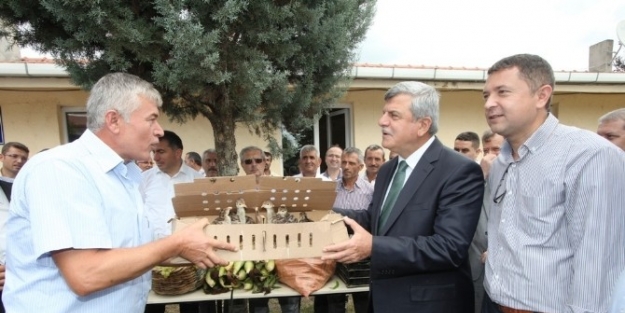 Büyükşehir’den Çiftçiye Bin Adet Hindi Ve Çilek Fidesi