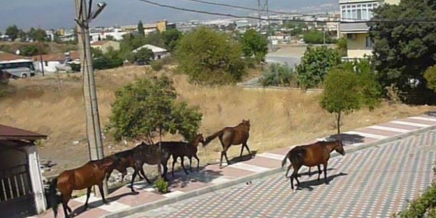 Sıcaklar Yılkı Atlarını Mahalleye İndirdi
