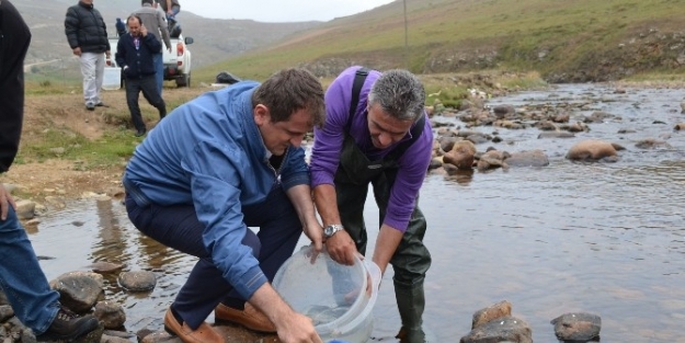 Ordu’nun Derelerine 16 Bin Alabalık Yavrusu Salındı