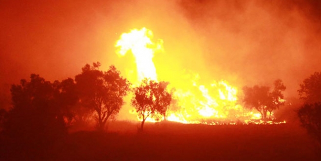 İzmarit yüzlerce ağacı yaktı!