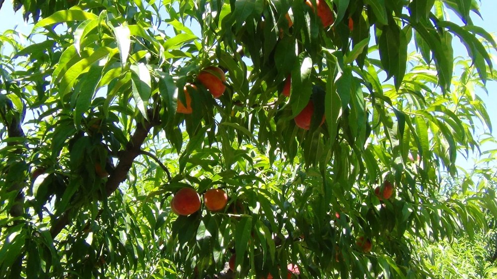 Bursa'da şeftali hasadı başladı