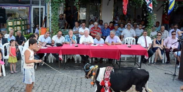 Buzağıların Poydum Sınavı