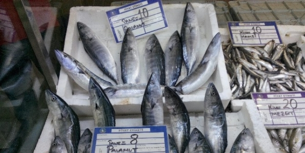 Karadeniz’de Fırtına Çingene Palamudun Fiyatını Artırdı