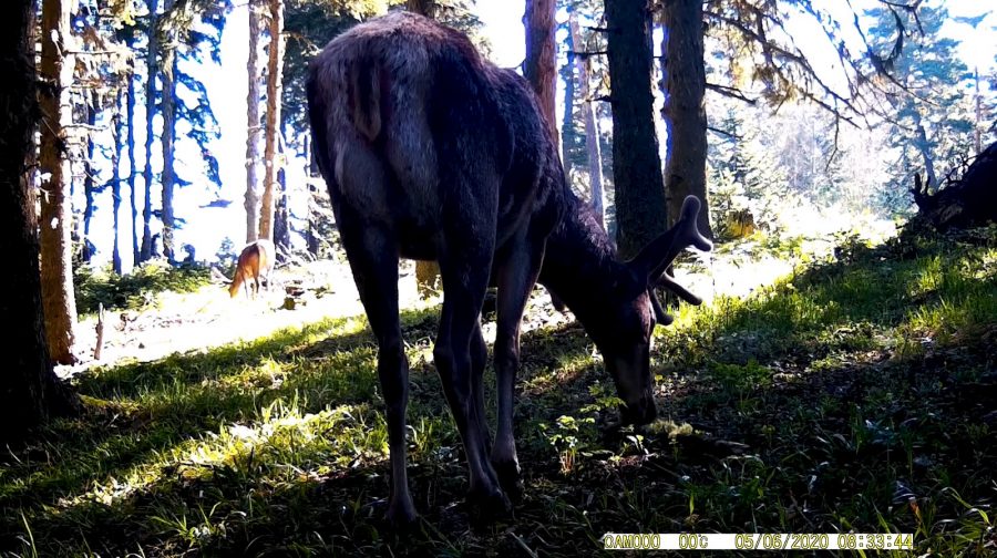 Bursa'daki yaban hayatı fotokapanlarla görüntülendi