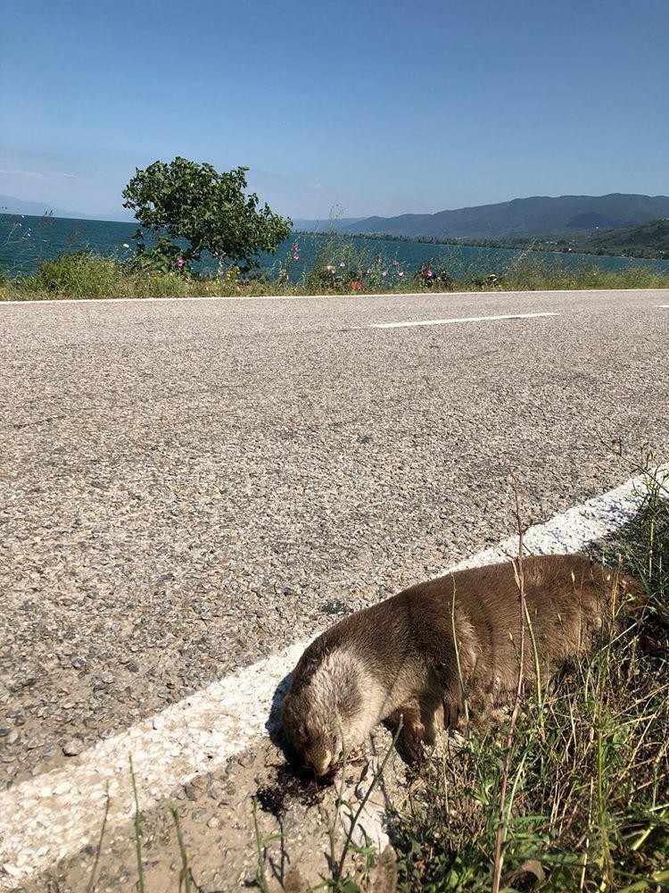 İznik Gölü’nde nesli tükenmekte olan su samuru karaya vurdu