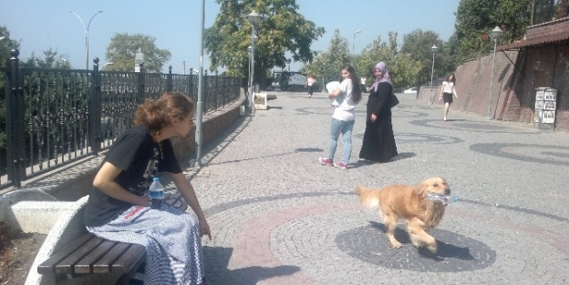 Çevreci Köpekten Önemli Mesaj