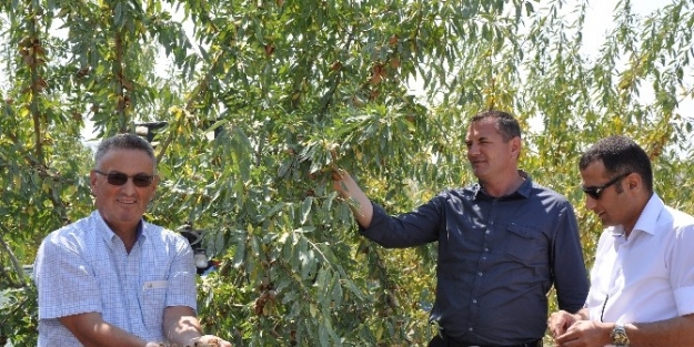 Badem Diyarı Manisa’da Hasat Başladı