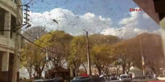 Çekirge istilası korkuttu!