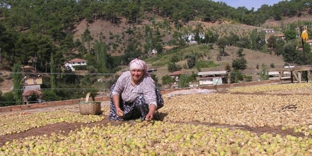 Toprakta Kurutma İncirde Aflatoksine Neden Oluyor