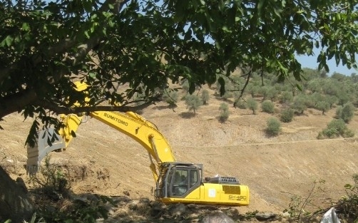 Kepçe Gölgesinde Marul Tarlası