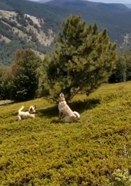 Çoban köpeklerinin kovaladığı ayılar ağaca sığındı