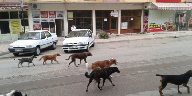 Başıboş Köpekler Sokaklarda Korku Saçıyor