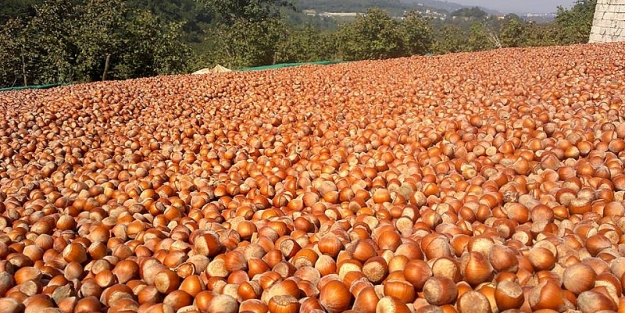 Fındık rekor kırdı!