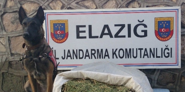 Elazığ’da Jandarma 10 Kilogram Esrar Ele Geçirdi