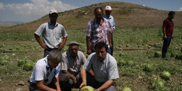 Yozgat’ta Karpuz Bazı Çiftçilerin Yüzünü Güldürürken Bazılarını Da Üzdü