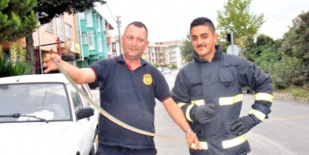 (özel Haber) Stajyer İtfaiyecilere Yılan Yakalama Eğitimi