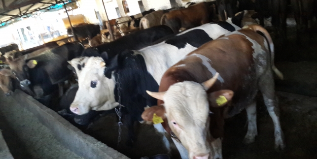 Kurbanlık fiyatları belli oldu