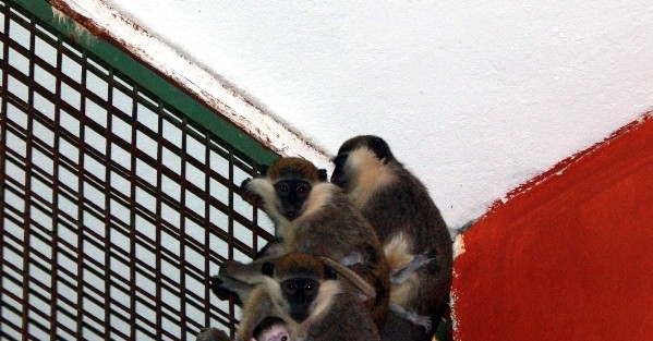 Hayvanat Bahçesinin 3 Yeni Üyesi Maymun, Herkesin İlgi Odağı Oldu