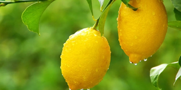 Ağustos'un lideri limon oldu