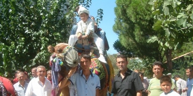 Kışın Güreşen Develer, Yazın Da Sünnet Gezdiriyor