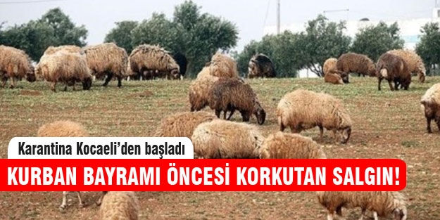 Kurban Bayramı öncesi korkutan salgın!