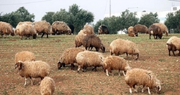 Bayram öncesi kurbanda büyük vurgun!