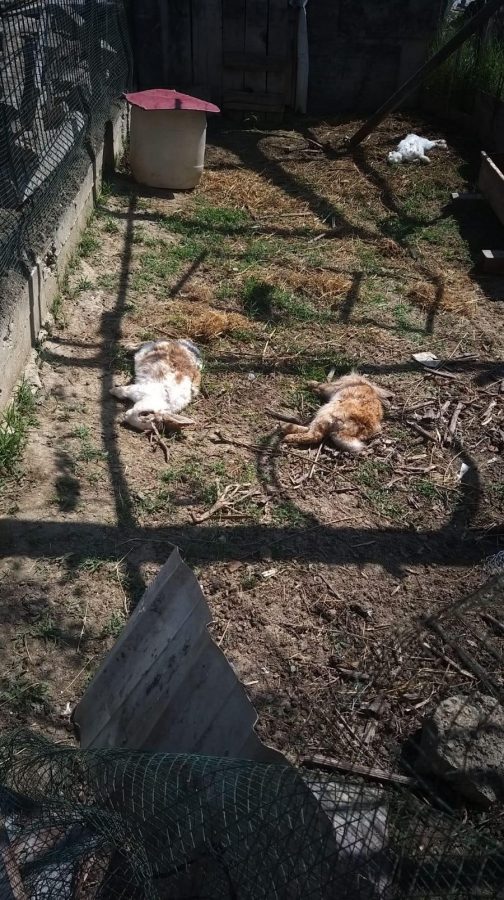 Bursa'da köpekler, tavşan ve tavukları telef etti