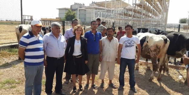 Çiftçilere 150 Baş Gebe Düve Dağıtımı Yapıldı