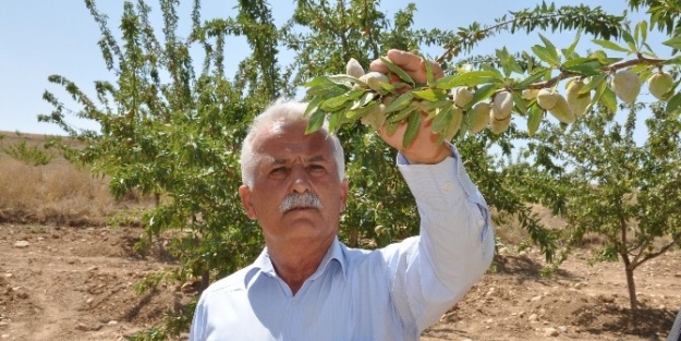 Çiftçinin Yeni Umudu ‘badem’ Oldu