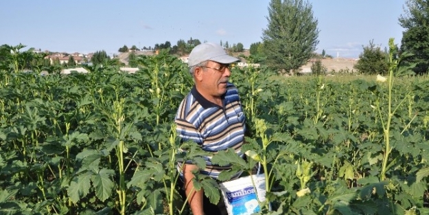 Yozgat’ta Organik Bamya Çiftçinin Yüzünü Güldürdü