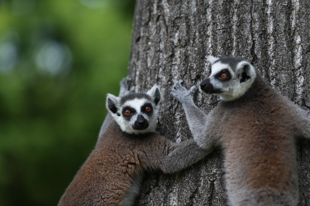 Bursa Hayvanat Bahçesi'nde lemur sevinci!