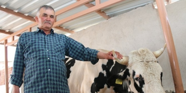 Manisa’da Kurbanlık Satışları Başladı