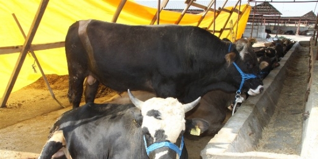 Bu Sene Kurbanlıklar El Yakacak