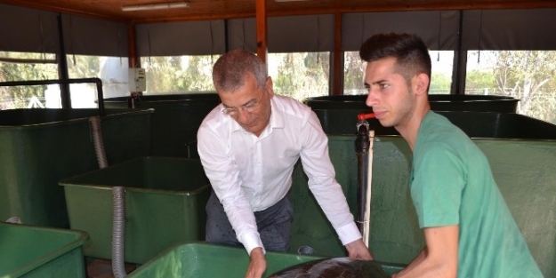 Başkan Tarhan, Deniz Kaplumbağalarına Sahip Çikilmasini İstedi