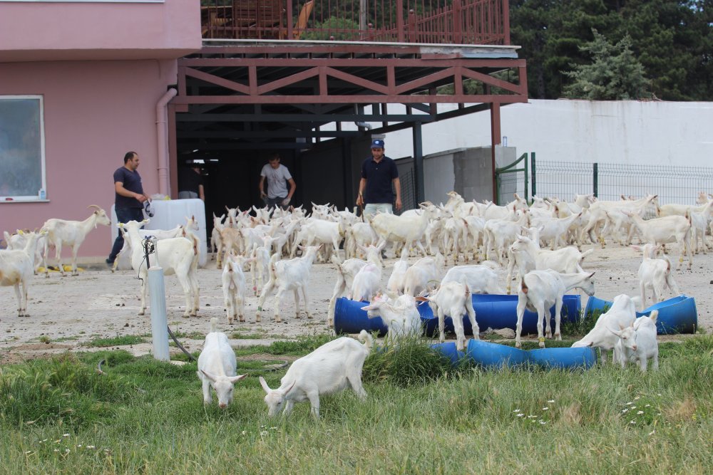 Bursa'da kedi köpeklerin yerini keçiler aldı