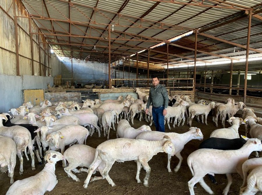 Bursa'da kurban telaşı başladı, koçlar danalar görücüye çıktı