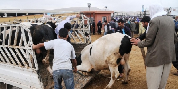 Veterinerlerden “kurbanlıklara Eziyet Etmeyin” Uyarısı