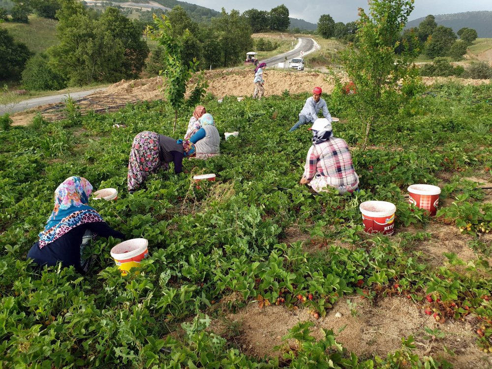 Dağ çileğinin hasadına başlandı