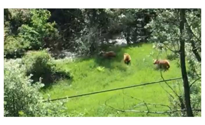 Mantar toplarken karşısına çıkan 3 ayıyı görüntüledi