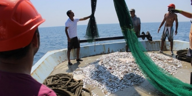 "balık Lüks Olabilir" Uyarısı