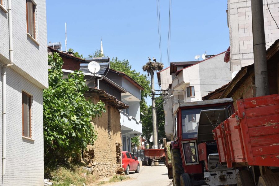 Bursa'nın yeni 'leylek köyü'!