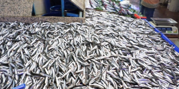Balık fiyatları yüzleri güldürdü